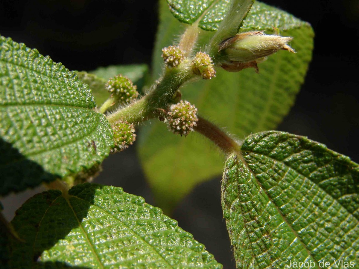 Debregeasia longifolia (Burm.f.) Wedd.